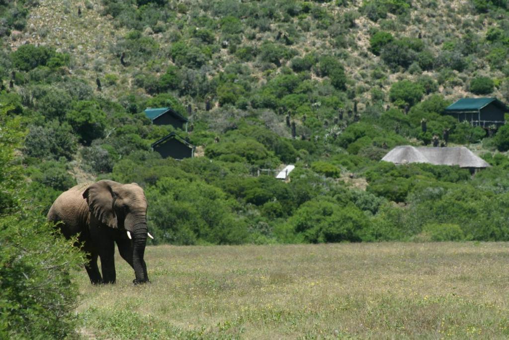 Hillsnek Safari Camp - Amakhala Game Reserve Villa Exterior foto