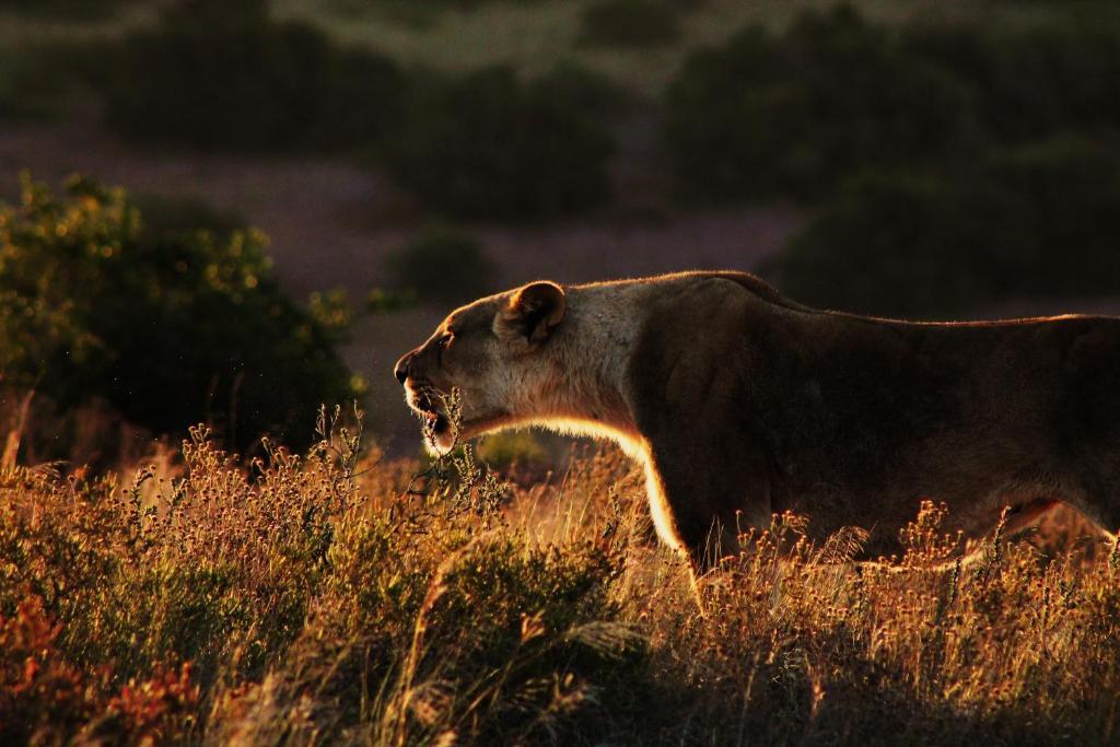 Hillsnek Safari Camp - Reserva de Amakhala Exterior foto
