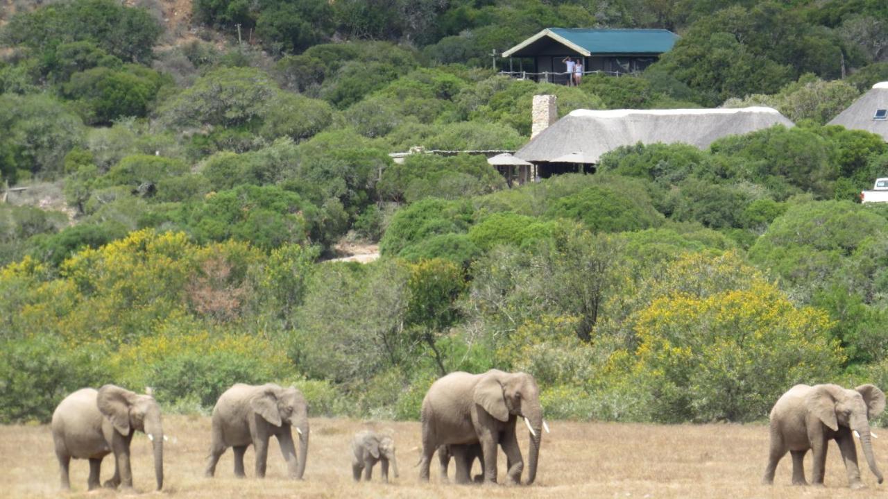 Hillsnek Safari Camp - Reserva de Amakhala Exterior foto