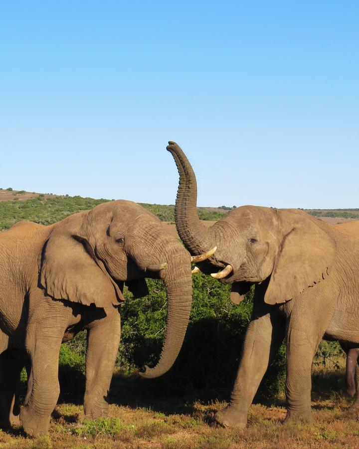 Hillsnek Safari Camp - Reserva de Amakhala Exterior foto