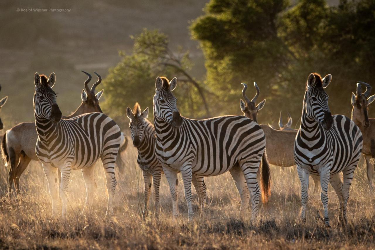 Hillsnek Safari Camp - Reserva de Amakhala Exterior foto