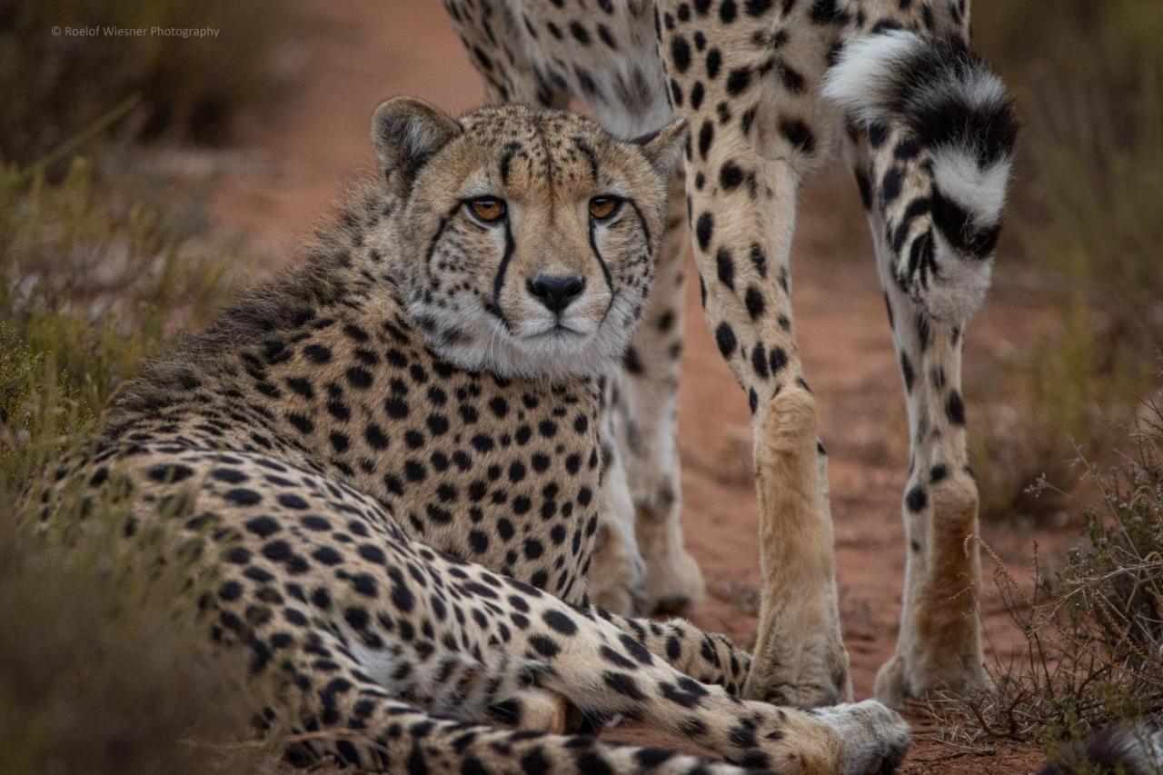 Hillsnek Safari Camp - Reserva de Amakhala Exterior foto