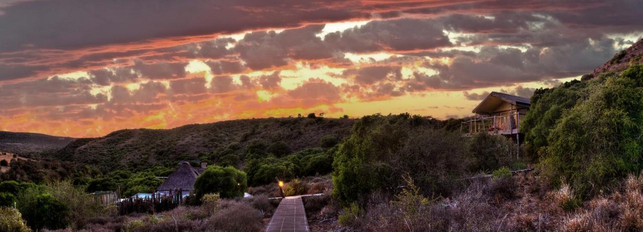 Hillsnek Safari Camp - Reserva de Amakhala Exterior foto
