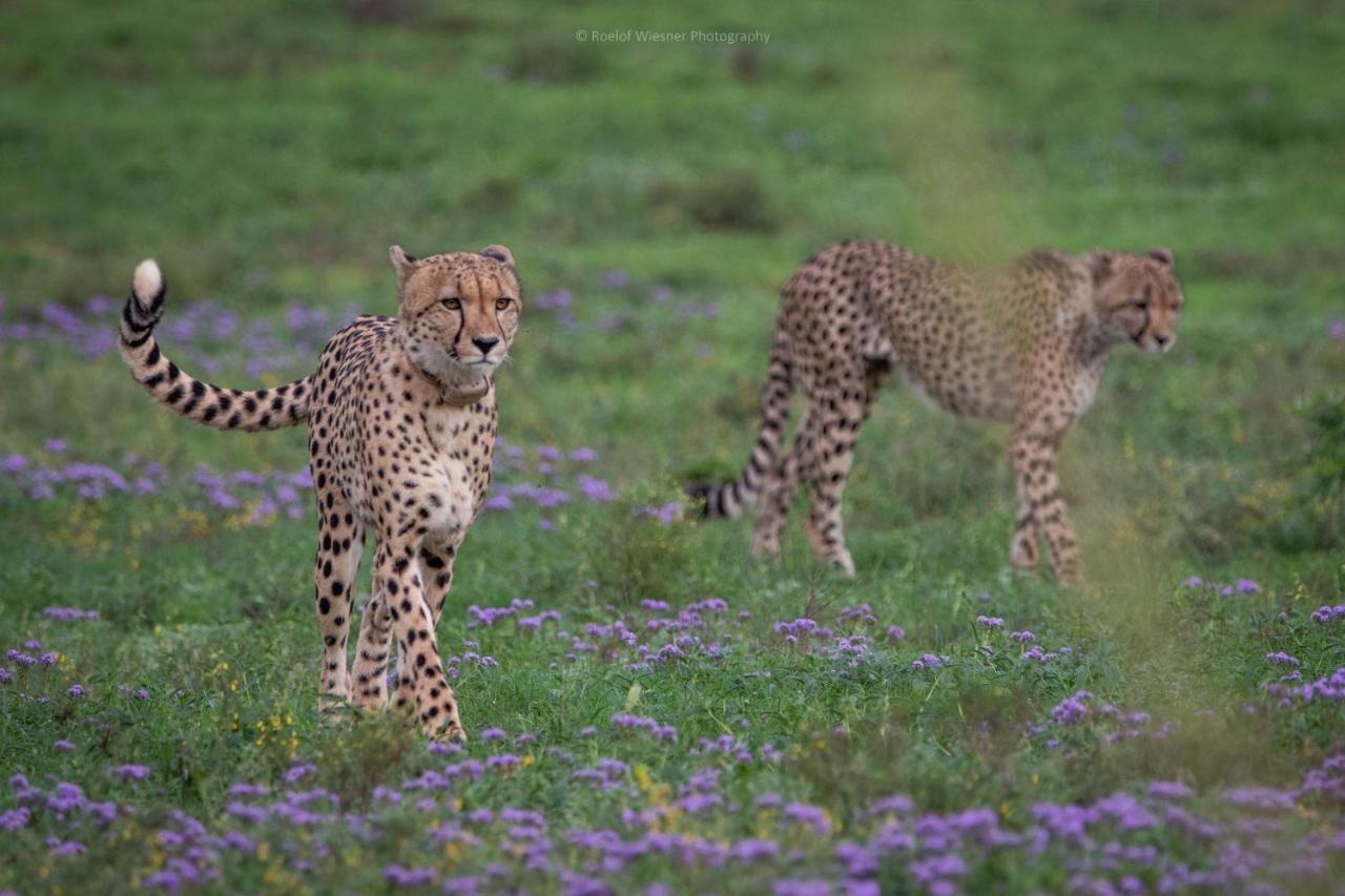 Hillsnek Safari Camp - Reserva de Amakhala Exterior foto