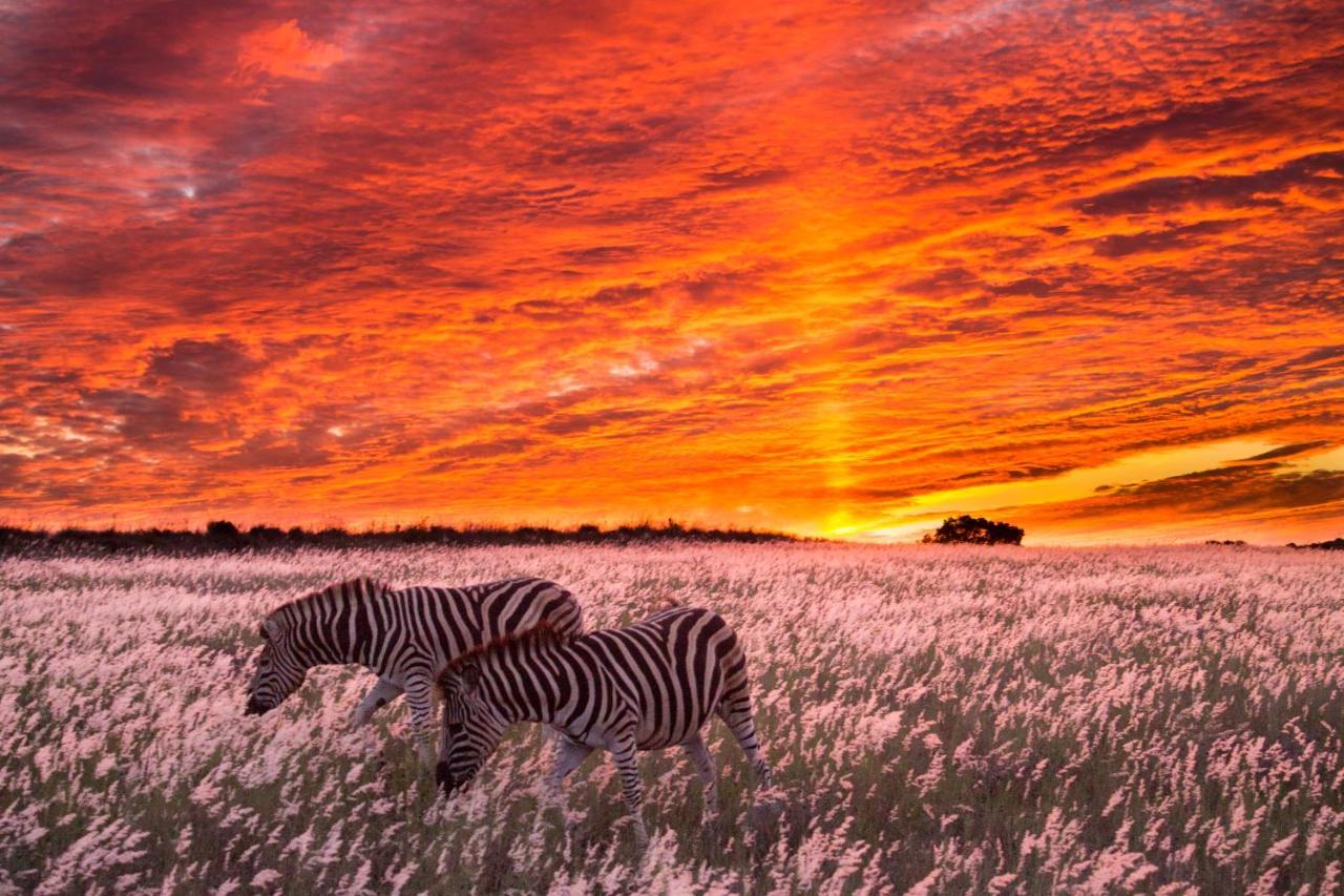 Hillsnek Safari Camp - Reserva de Amakhala Exterior foto